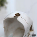 Brosse wc tete de mort