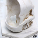 Brosse wc tete de mort